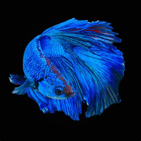 Blue fish aquarium - Aquarium Hardiness: Hardy; Water Temperature: 64°F-71°F; Of all the different barb fish types, I think the Sawbwa barb is the most beautiful. They feature a silvery-blue body with a bright red color on the snout and two red spots on their caudal fins.